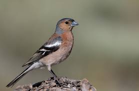 Attēlu rezultāti vaicājumam “Fringilla coelebs”