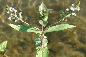 Attēlu rezultāti vaicājumam “Veronica anagallis-aquatica leaf”