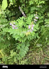 Attēlu rezultāti vaicājumam “Galega orientalis”