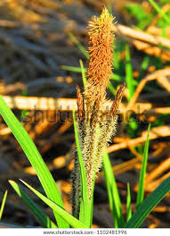 Attēlu rezultāti vaicājumam “Carex hirta female flower”