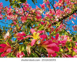 Attēlu rezultāti vaicājumam “Telekia speciosa bud”