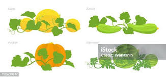 Attēlu rezultāti vaicājumam “Cucurbitaceae”