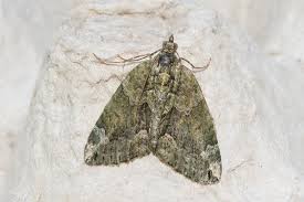 Attēlu rezultāti vaicājumam “Chloroclysta siterata”