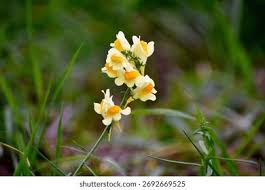 Attēlu rezultāti vaicājumam “Linaria vulgaris flower”