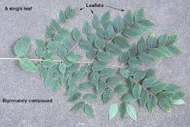 Attēlu rezultāti vaicājumam “Gymnocladus dioicus leaf”