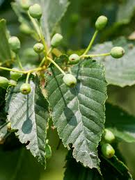 Attēlu rezultāti vaicājumam “Sorbus alnifolia”