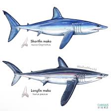 Image result for Chichester Sharks