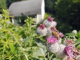 Attēlu rezultāti vaicājumam “Epilobium palustre fruit”