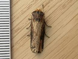 Attēlu rezultāti vaicājumam “Axylia putris”