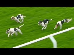 Image result for Carlisle BloodHounds
