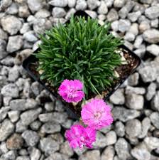 Image result for Dianthus gratianopolitanus