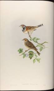 Image result for Emberiza fucata
