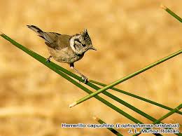 Attēlu rezultāti vaicājumam “Lophophanes cristatus”