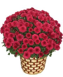 Image result for Chrysanthemum sebatense