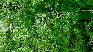 Attēlu rezultāti vaicājumam “Galium album”