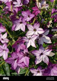 Image result for Nicotiana x sanderae `Perfume`F1
