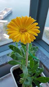 Attēlu rezultāti vaicājumam “Calendula officinalis flower”