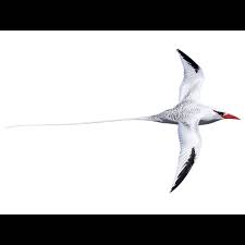 Image result for Phaethon aethereus