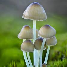 Attēlu rezultāti vaicājumam “Mycena epipterygia”