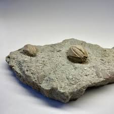 Attēlu rezultāti vaicājumam “Enteridium liceoides macro”