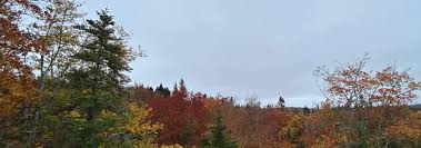 Image result for Osprey Archery Club