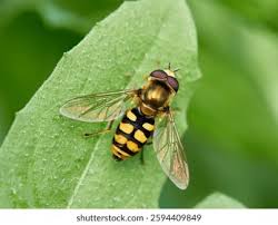 Attēlu rezultāti vaicājumam “Eupeodes corollae”