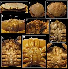 Image result for Cancer pagurus