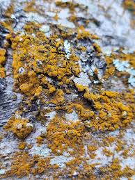 Attēlu rezultāti vaicājumam “Opegrapha atra”