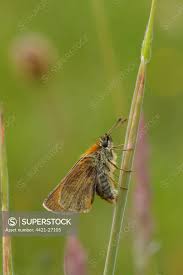 Attēlu rezultāti vaicājumam “Thymelicus sylvestris”