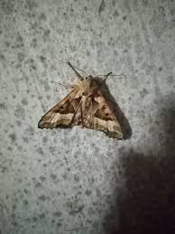 Attēlu rezultāti vaicājumam “Phlogophora meticulosa”