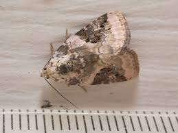 Attēlu rezultāti vaicājumam “Pseudeustrotia candidula”