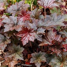 Image result for HEUCHERA americana 'Palace Purple Auslese'