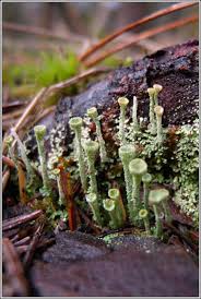 Attēlu rezultāti vaicājumam “Cladonia ochrochlora”