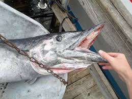 Image result for Acanthocybium solandri