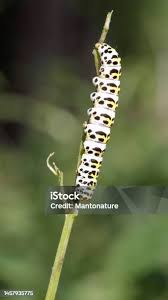 Attēlu rezultāti vaicājumam “Shargacucullia scrophulariae larva”