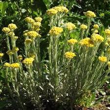 Image result for Helichrysum lindleyii