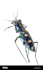 Attēlu rezultāti vaicājumam “Cicindela sylvatica imago”