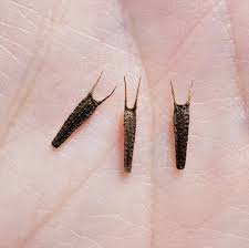 Attēlu rezultāti vaicājumam “Bidens frondosa fruit”