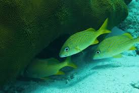 Image result for Haemulon flavolineatum