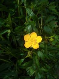 Attēlu rezultāti vaicājumam “Ranunculus repens flower”