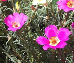Attēlu rezultāti vaicājumam “Portulaca oleracea flower”