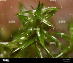 Attēlu rezultāti vaicājumam “Pogonatum dentatum”