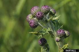 Attēlu rezultāti vaicājumam “Cirsium arvense”