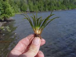 Attēlu rezultāti vaicājumam “Isoetes lacustris leaf”
