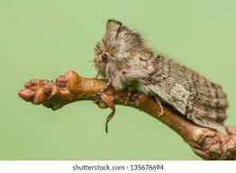 Attēlu rezultāti vaicājumam “Achlya flavicornis”