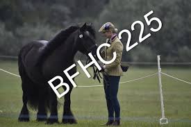 Image result for Blackpool & Fylde Horse Club