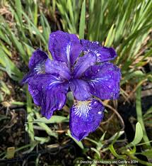 Attēlu rezultāti vaicājumam “Iris sibirica flower”