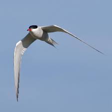 Attēlu rezultāti vaicājumam “Sterna”