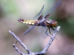 Attēlu rezultāti vaicājumam “Libellula depressa female”