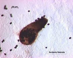 Attēlu rezultāti vaicājumam “Sordaria fimicola”